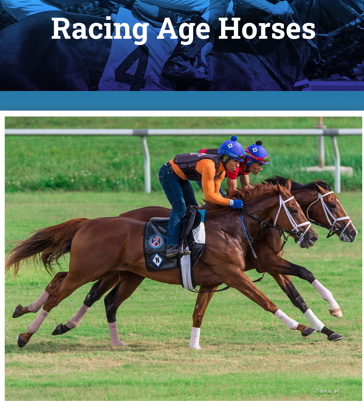 racing age horses